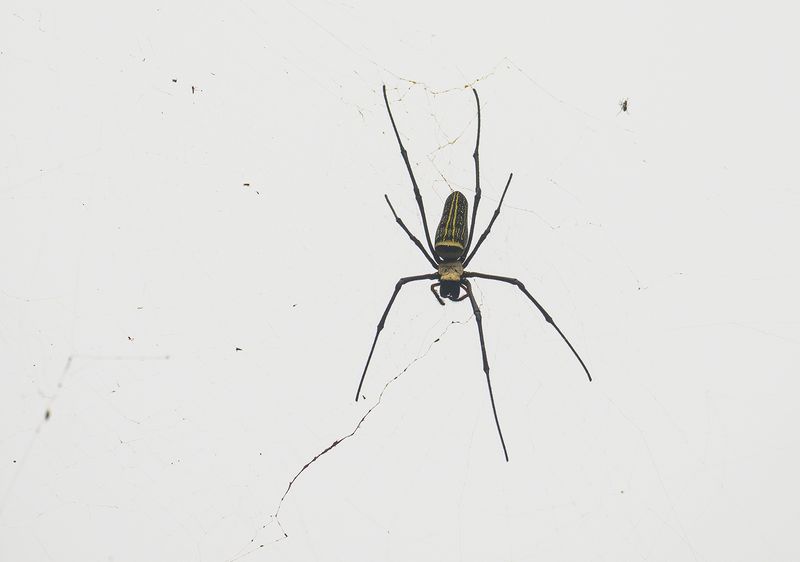 Nephila pilipes - Giant Wood Spider.jpg