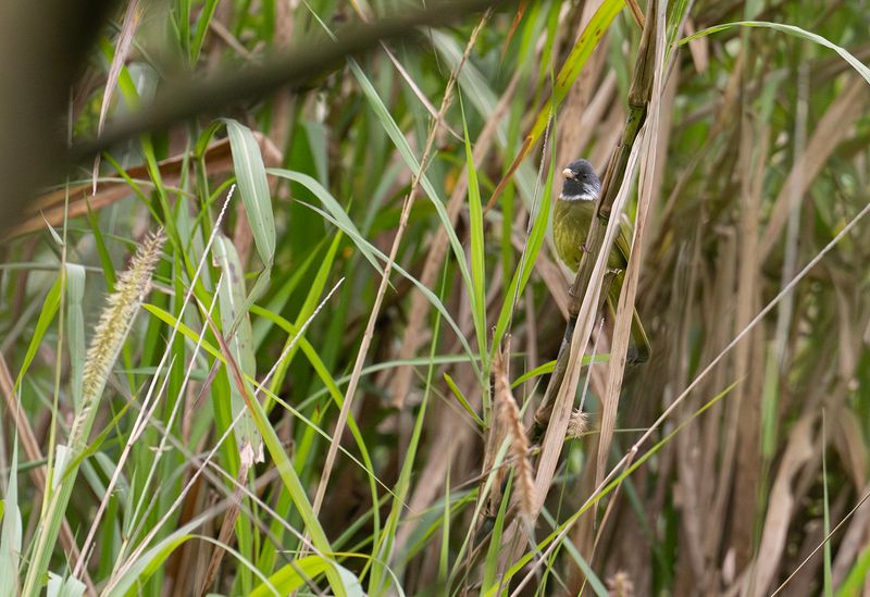 Collared finchbill : Kragfinkbulbyl.jpg