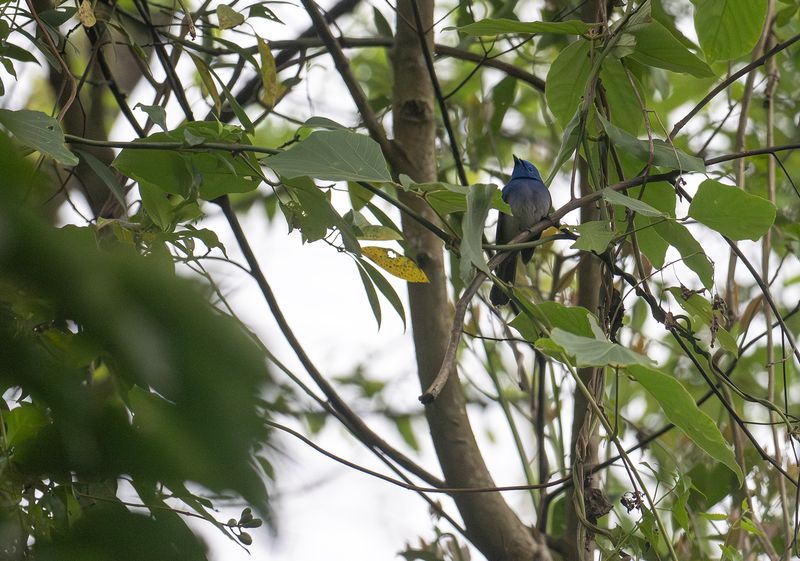 Black-naped monarch :  Azurmonark 2.jpg