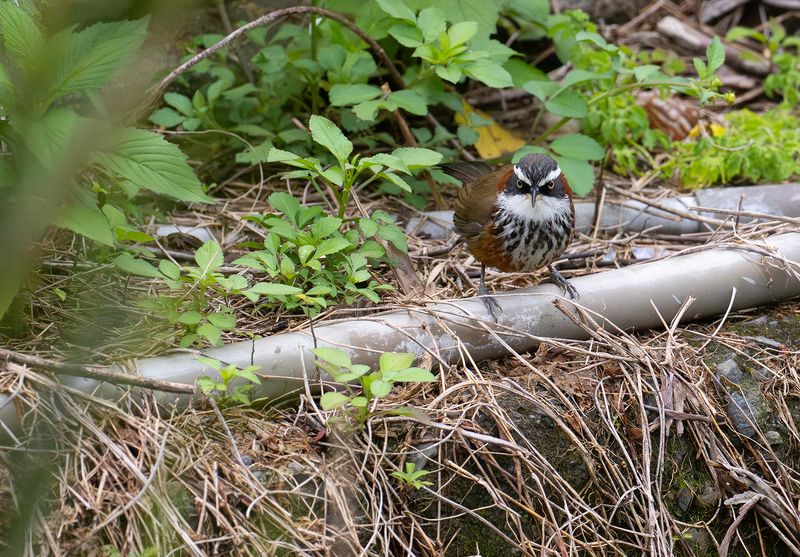 taiwan Scimitar-Babbler : Taiwansabeltimalia 2.jpg