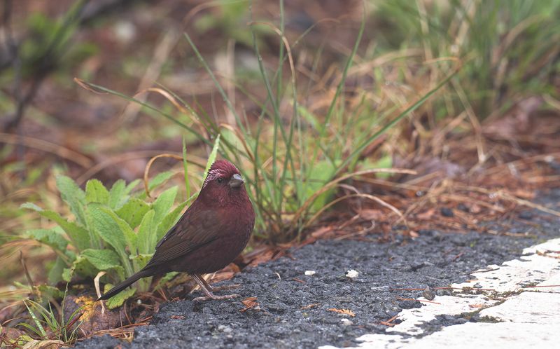 Taiwanrosenfink - Taiwan rosefinch.jpg
