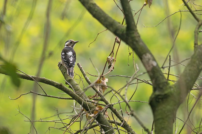 Grkronad hackspett - Grey-capped pygmy woodpecker.jpg
