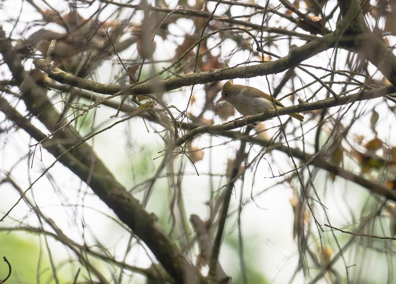 Yuhinavireo - White-bellied erpornis.jpg