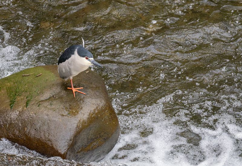 Natthger - Black-crowned night heron.jpg