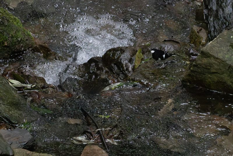 Mindre klyvstjrt - Little forktail.jpg