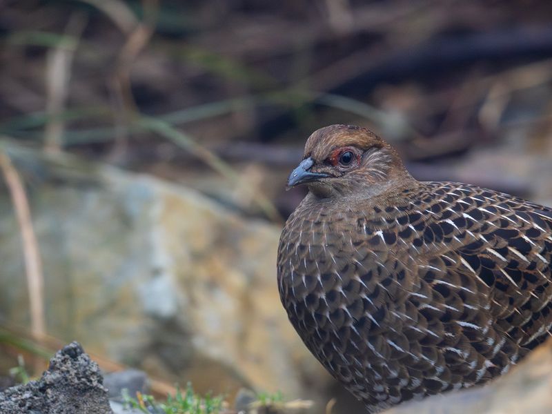 Mikadofasan - Mikado pheasant.jpg