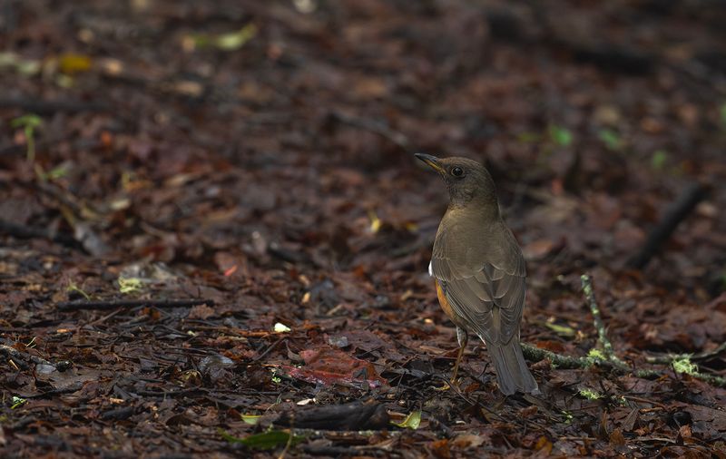 Brunhuvad trast - Brown-headed thrush.jpg