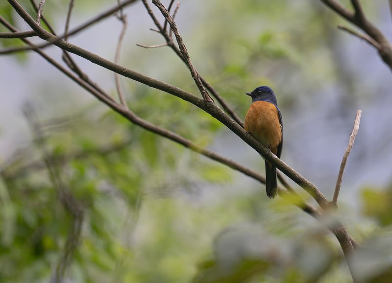 Taiwanniltava - Taiwan Vivid Niltava.jpg