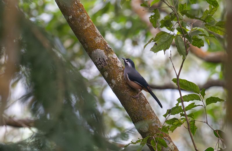 Taiwansibia - White-eared sibia.jpg