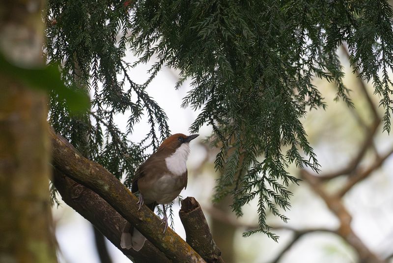 Rostkronad fnittertrast - Rufous-crowned laughingthrush.jpg
