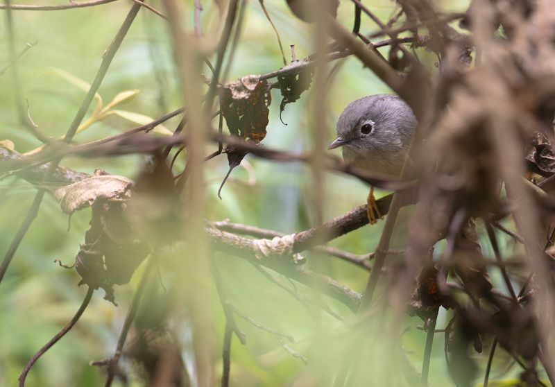 Taiwanalkippa - Grey-cheeked fulvetta.jpg