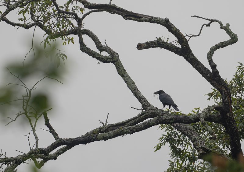 Stornbbad krka - Large-billed crow.jpg