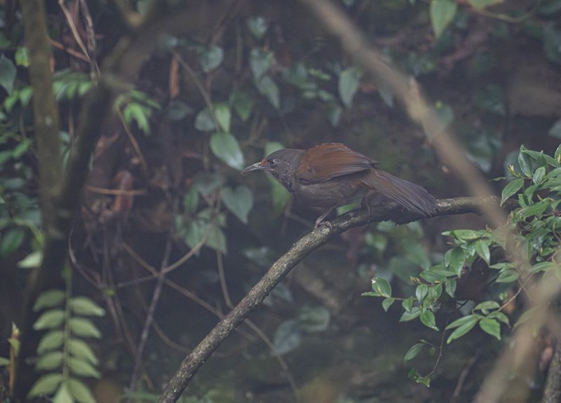 Flckig sabeltimalia - Black-necklaced scimitar babbler.jpg