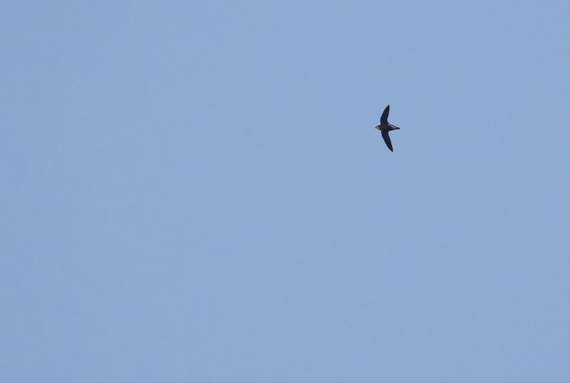 Silverryggig taggstjrtseglare - Silver-backed needletail.jpg