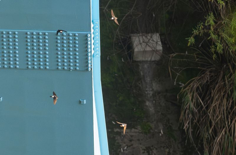 Orienthussvala - Asian house martin.jpg