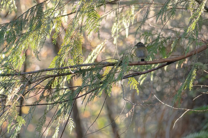 Taiwannktergal  - Collared bush robin