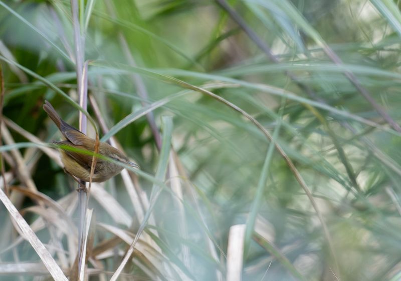 Drillcettia - Yellow-bellied bush warbler - subspec. concolor.jpg