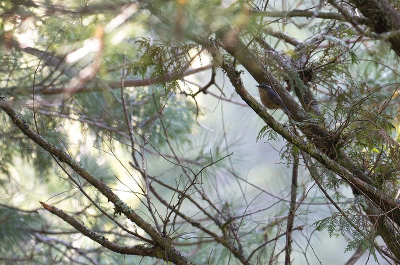 Taiwanblstjrt -Taiwan Bush-robin