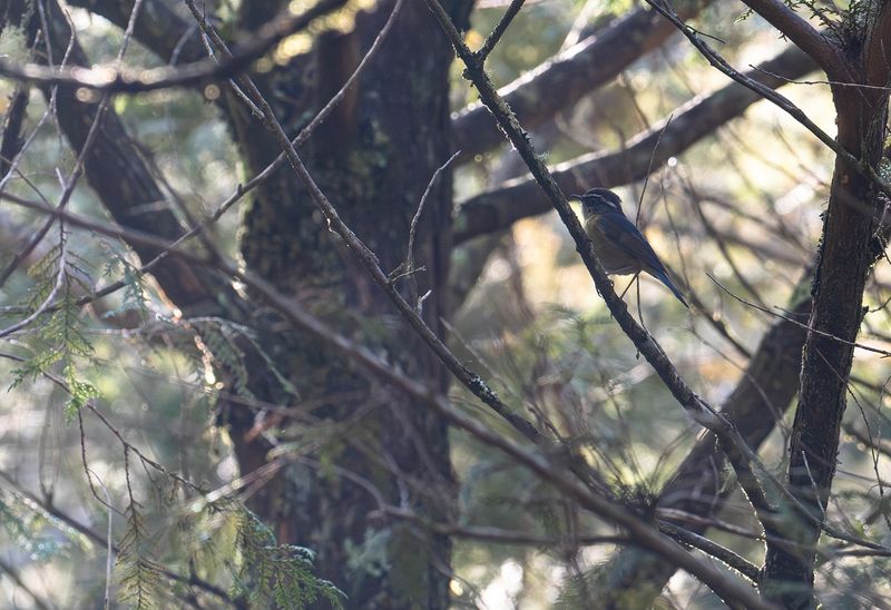 Taiwanblstjrt - Taiwan Bush-Robin 3.jpg