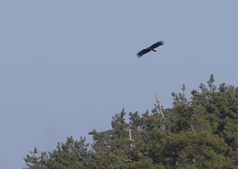 Svartrn - Black Eagle.jpg