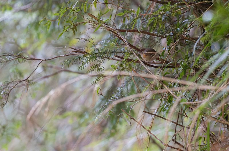 Tajgablstjrt - Red-flanked bluetail.jpg