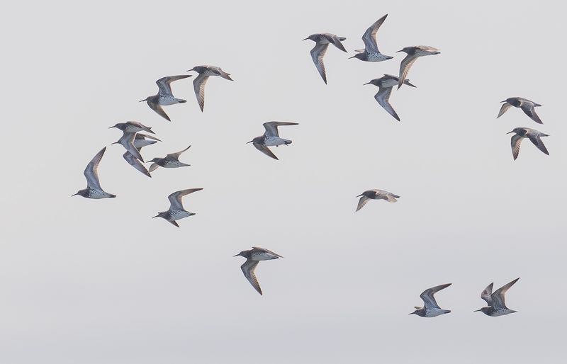 great knot (Calidris tenuirostris) Kolymasnppa.jpg