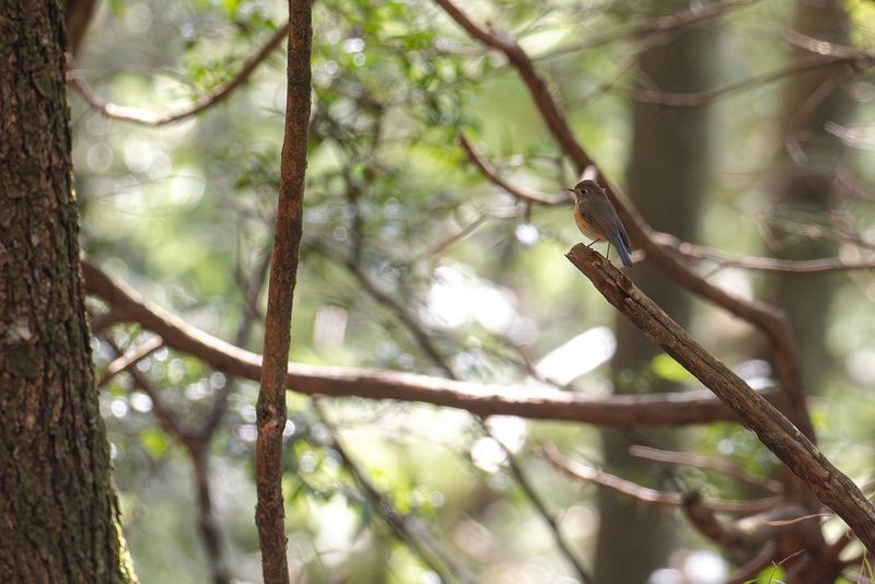 Tajgablstjrt - Red-flanked bluetail 2.jpg