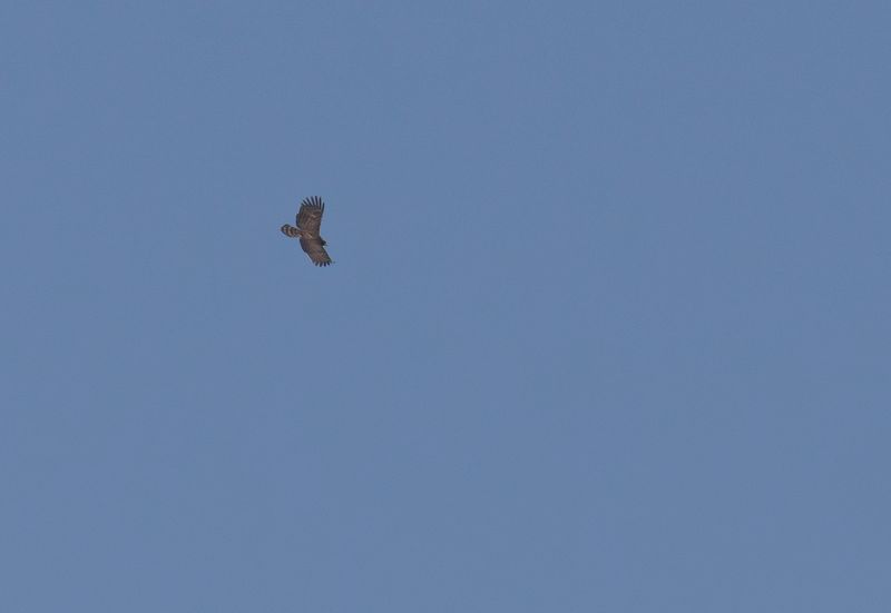eagle.jpgSvartrn - Black eagle juvenil