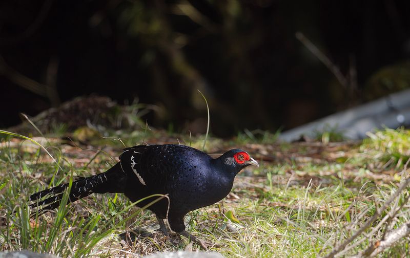 Mikadofasan - Mikado pheasant 2.jpg