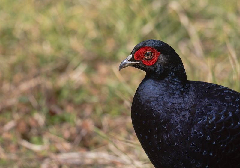 Mikadofasan - Mikado pheasant 3.jpg