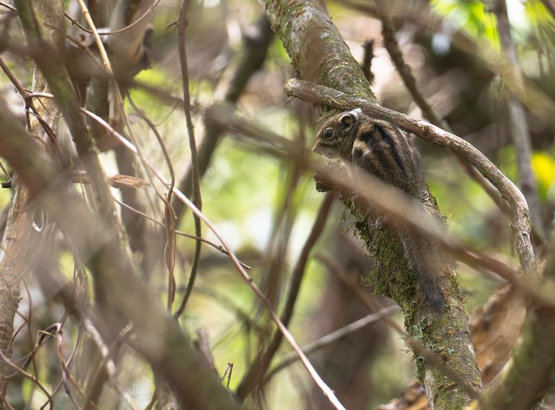 Taiwan Striped Squirrel  sp.Formosanus.jpg