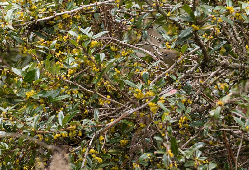 Drillcettia - Yellow-bellied bush warbler - subspec. concolor 2.jpg