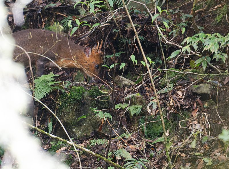 Muntjak - Taiwan Muntjac -  Subspec Muntiacus reevesi micrurus.jpg