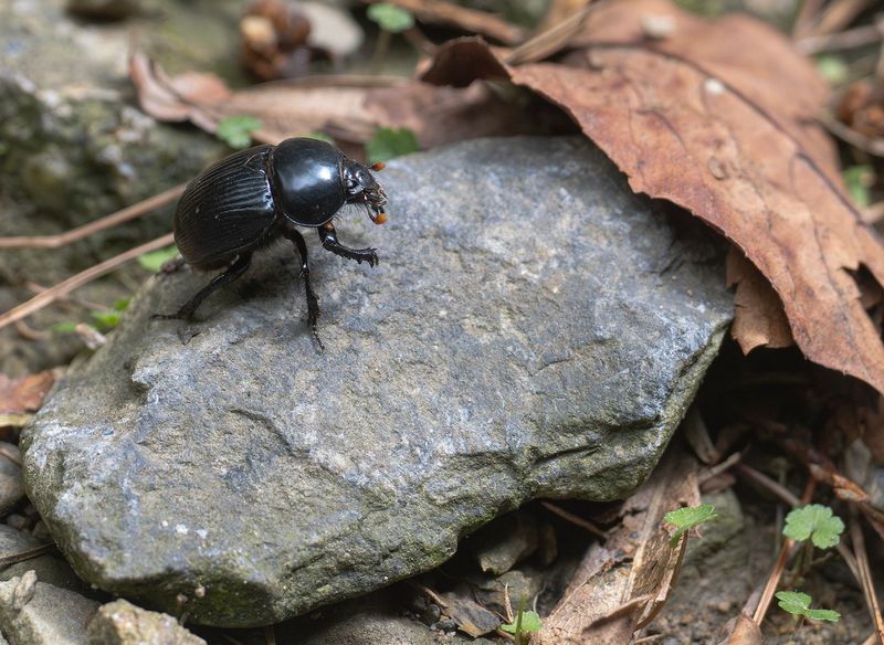 Dyngbagge - Endemisk - Dung Beetle - Paragymnopleurus ambiguus.jpg