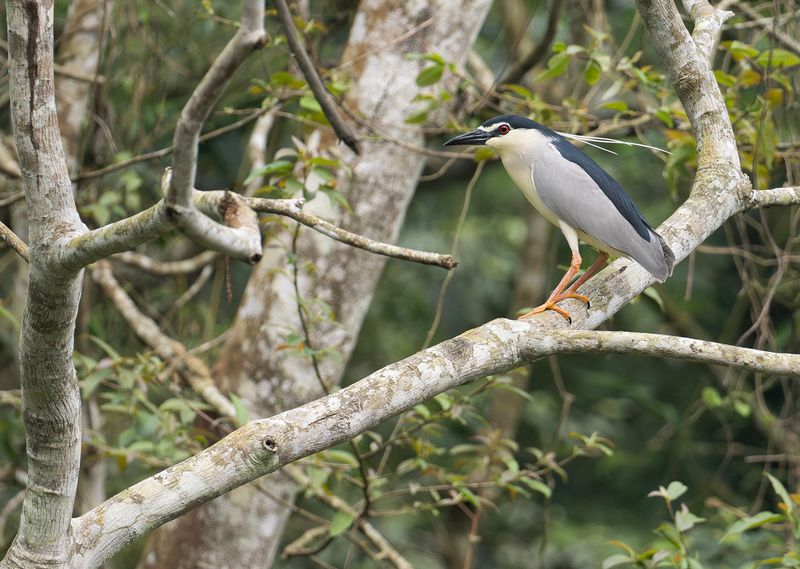 Natthger - Black-crowned night heron.jpg