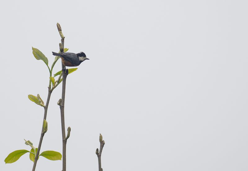 Taiwanmes - Chestnut-bellied Tit.jpg