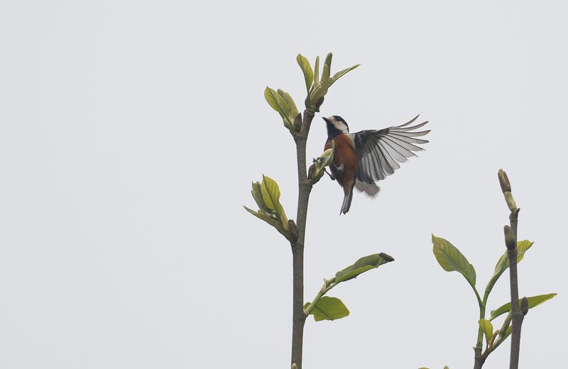 Taiwanmes - Chestnut-bellied Tit2.jpg