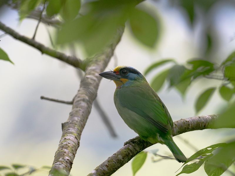 Taiwanbarbett - Taiwan Barbet.jpg