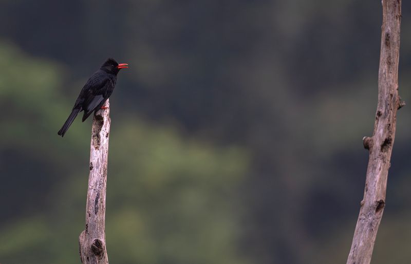 Svartbulbyl - Black Bulbul.jpg