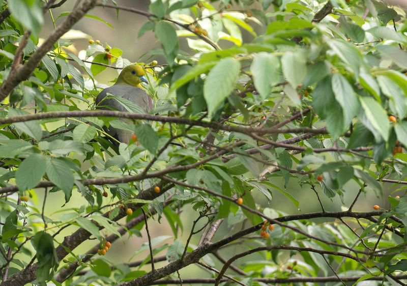 Vitbukig grnduva - White-bellied green pigeon.jpg