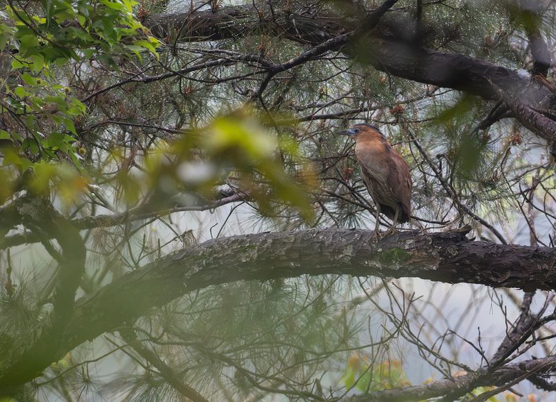 Malajnatthger - Malayan night heron.jpg