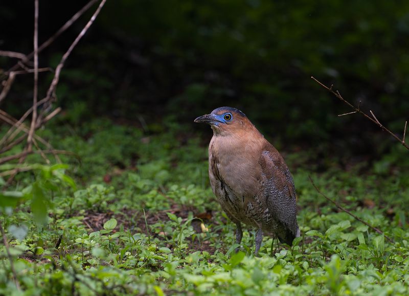 Malajnatthger - Malayan night heron 2
