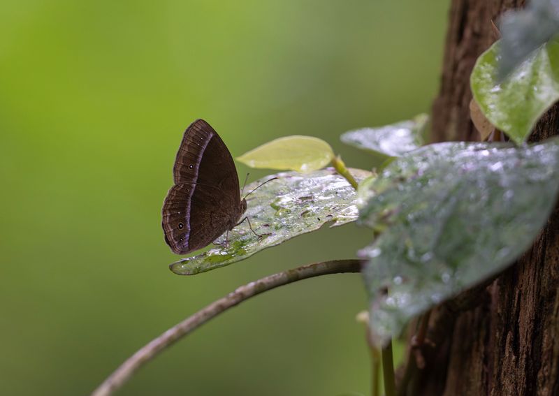 Lilacine bushbrown butterfly - Mycalesis francisca formosana.jpg
