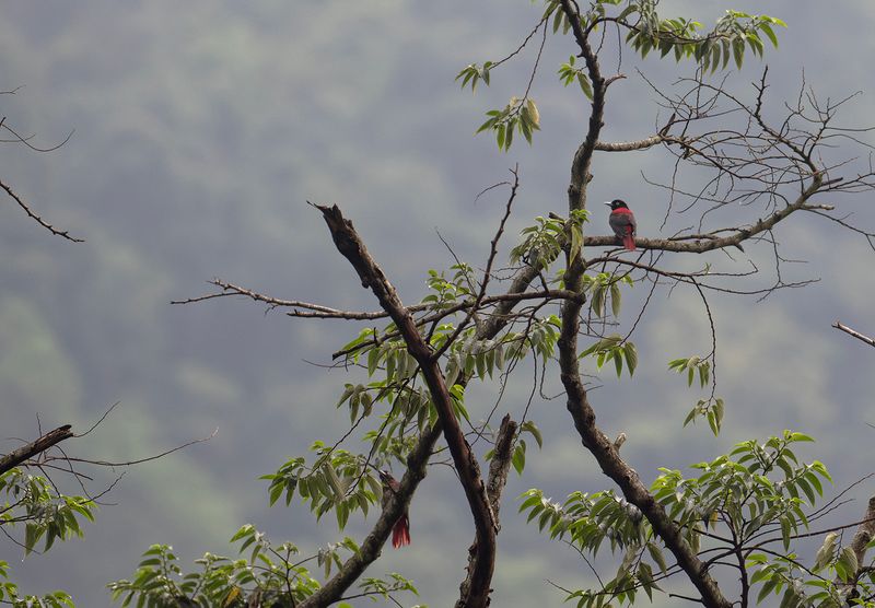 Karmosingylling - Maroon oriole.jpg