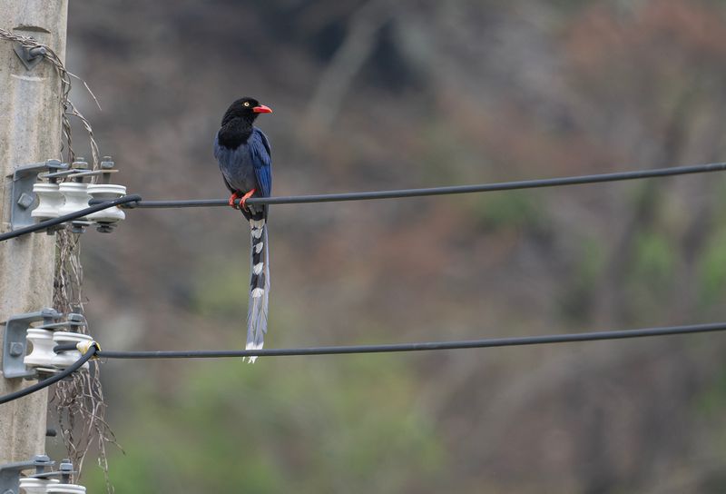 Taiwanblskata - Taiwan blue magpie.jpg