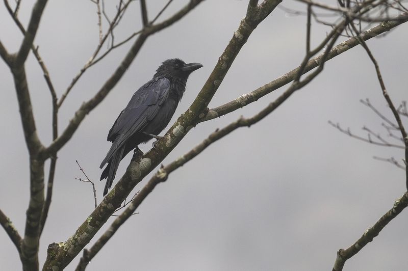 Stornbbad krka - Large-billed crow.jpg
