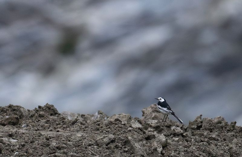 Sdesrla - White Wagtail (Chinese) - Motacilla alba leucopsis.jpg
