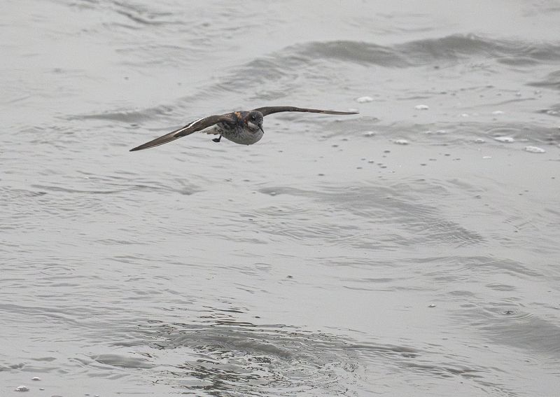 Smalnbbad simsnppa -Red-necked phalarope.jpg