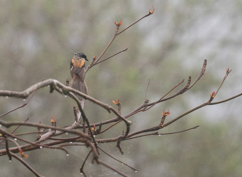 Rostgumpad trnskata - Long-tailed shrike.jpg