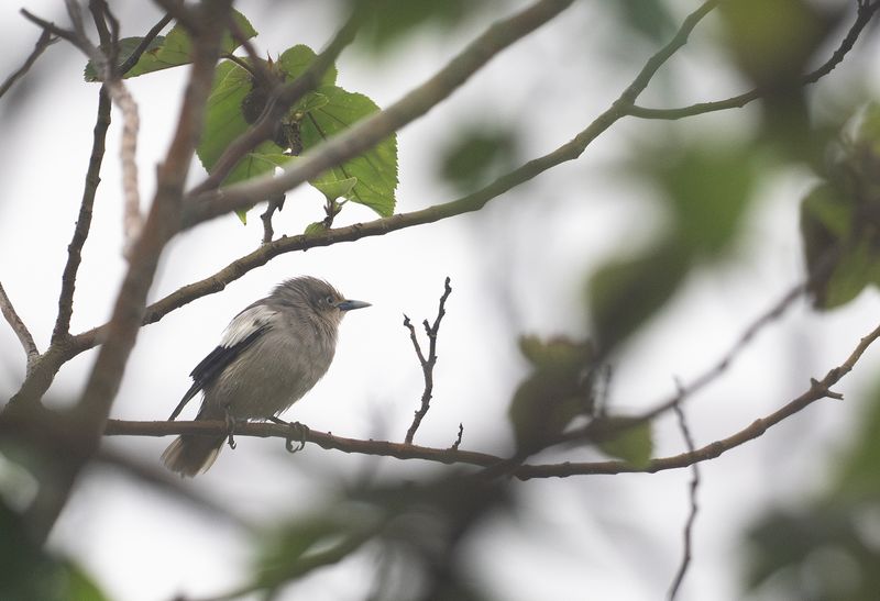 Mandarinstare - White-shouldered starling.jpg
